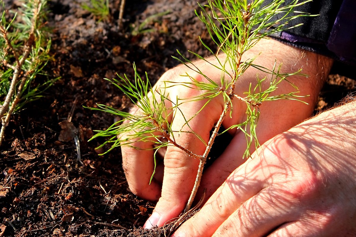 Planting a Tree Seedling