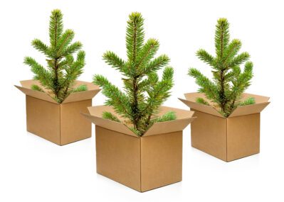 Trees in Boxes